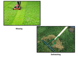 Mowing
Dethatching
 