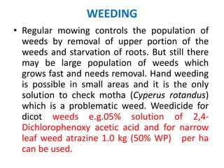 WEEDING
• Regular mowing controls the population of
weeds by removal of upper portion of the
weeds and starvation of roots. But still there
may be large population of weeds which
grows fast and needs removal. Hand weeding
is possible in small areas and it is the only
solution to check motha (Cyperus rotandus)
which is a problematic weed. Weedicide for
dicot weeds e.g.05% solution of 2,4-
Dichlorophenoxy acetic acid and for narrow
leaf weed atrazine 1.0 kg (50% WP) per ha
can be used.
 