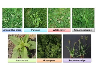 Annual blue grass Purslane White clover Smooth crab grass
Amaranthus Goose grass Purple nutsedge
 