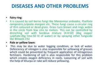 DISEASES AND OTHER PROBLEMS
• Fairy ring:
• It is caused by soil borne fungi like Marasmius ordeades, Psalliota
campestris,Leipiota morgani etc. These fungi cause a circular ring
of thin coloured or dead grass. Grass turn brown and rings widen
in the circle from few cms to meters. This can be controlled by
drenching soil with bordeux mixture (4:4:50) (4kg copper
sulphate:4kg lime:50 lit of water) or by spraying other fungicide
like Blitox(0.1%)
• Pale or yellow lawn:
• This may be due to water logging condition, or lack of water.
Defeiciency of nitrogen is also responsible for yellowing of grasses
which could be prevented by frequent application of nitrogenous
fertilizers. Hardening of soil is also responsible for this problem
which creates oxygen deficiency in roots. Loosening of soil with
the help of khurpa or rake will reduce yellowing.
 