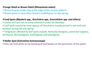 Large Patch or Brown Patch (Rhizoctonia solani)
Brown to gray smoke ring at the edge of the circular pattern.
Brown patch is most often found in buffalograss in late spring.
Leaf Spots (Bipolaris spp., Drechslera spp., Exserohilum spp. and others)
Leaves will turn tan to straw colored if crown rot develops.
Leaf spots caused by most species of Drechslera usually prevail in wet and cool
weather during fall and spring.
Turfgrasses affected by leaf spots include: Kentucky bluegrass, perennial ryegrass,
tall fescue, Bermudagrass, buffalograss and zoysiagrass.
Dollar Spot (Sclerotinia homoeocarpa)
One can find white to tan banding of leaf blades on the perimeter of the patch.
 