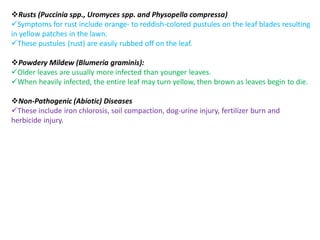 Rusts (Puccinia spp., Uromyces spp. and Physopella compressa)
Symptoms for rust include orange‐ to reddish‐colored pustules on the leaf blades resulting
in yellow patches in the lawn.
These pustules (rust) are easily rubbed off on the leaf.
Powdery Mildew (Blumeria graminis):
Older leaves are usually more infected than younger leaves.
When heavily infected, the entire leaf may turn yellow, then brown as leaves begin to die.
Non‐Pathogenic (Abiotic) Diseases
These include iron chlorosis, soil compaction, dog‐urine injury, fertilizer burn and
herbicide injury.
 