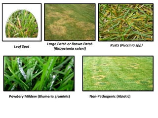Large Patch or Brown Patch
(Rhizoctonia solani)
Leaf Spot Rusts (Puccinia spp)
Powdery Mildew (Blumeria graminis) Non‐Pathogenic (Abiotic)
 
