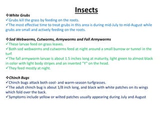 Insects
White Grubs
Grubs kill the grass by feeding on the roots.
The most effective time to treat grubs in this area is during mid‐July to mid‐August while
grubs are small and actively feeding on the roots.
Sod Webworms, Cutworms, Armyworms and Fall Armyworms
These larvae feed on grass leaves.
Both sod webworms and cutworms feed at night around a small burrow or tunnel in the
turf.
The fall armyworm larvae is about 1.5 inches long at maturity, light green to almost black
in color with light body stripes and an inverted “Y” on the head.
They feed mostly at night.
Chinch Bugs
Chinch bugs attack both cool‐ and warm‐season turfgrasses.
The adult chinch bug is about 1/8 inch long, and black with white patches on its wings
which fold over the back.
Symptoms include yellow or wilted patches usually appearing during July and August
 