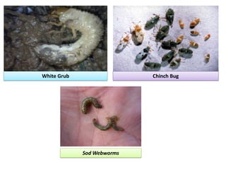White Grub Chinch Bug
Sod Webworms
 