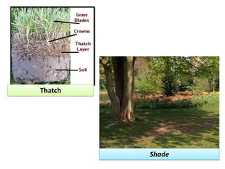 Thatch
Shade
 