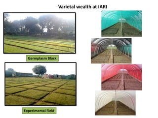 Varietal wealth at IARI
Experimental Field
Germplasm Block
 