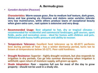 A. Bermuda grass
• Cynodon dactylon (Poaceae)
Characteristics: Warm-season grass ,fine to medium leaf texture, dark green,
dense and low growing via rhizomes and stolons some varieties tolerate
very low maintenance, while others produce lawns of exceptional beauty
when given extra care , root system is extensive and very deep.
• Recommended Usage: Best adapted to hot, dry or tropical climates -
recommended for residential and commercial landscapes, golf courses, sport
fields, parks and recreation areas - ideal for homes with children and pets.
Withstand with heavy traffic pressure and ability to recover.
• Temperature Tolerance: Excellent heat tolerance up to 40-45°C performs
best during periods of heat - has a winter dormancy period, turns tan to
brown at temperatures below 10-12°C. Poor cold hardiness.
• Drought Resistance: Superior - highly drought resistant, but also responds to
irrigation in dry periods. Can go into summer dormancy when irrigation is
withheld; upon return of moisture supply, will green up again.
• Shade Adaptation: Poor - requires full sun for most of the day to grow
properly - should not be used in a shady site.
 