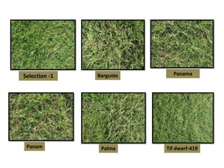 Selection -1 Bargusto Panama
Panam Palma Tif dwarf-419
 