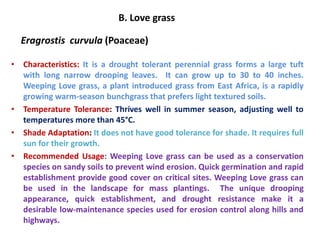 B. Love grass
Eragrostis curvula (Poaceae)
• Characteristics: It is a drought tolerant perennial grass forms a large tuft
with long narrow drooping leaves. It can grow up to 30 to 40 inches.
Weeping Love grass, a plant introduced grass from East Africa, is a rapidly
growing warm-season bunchgrass that prefers light textured soils.
• Temperature Tolerance: Thrives well in summer season, adjusting well to
temperatures more than 45°C.
• Shade Adaptation: It does not have good tolerance for shade. It requires full
sun for their growth.
• Recommended Usage: Weeping Love grass can be used as a conservation
species on sandy soils to prevent wind erosion. Quick germination and rapid
establishment provide good cover on critical sites. Weeping Love grass can
be used in the landscape for mass plantings. The unique drooping
appearance, quick establishment, and drought resistance make it a
desirable low-maintenance species used for erosion control along hills and
highways.
 