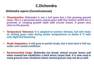 C.Dichondra
Dichondra repens (Convolvulaceae)
• Characteristics: Dichondra is not a turf grass but a fast growing ground
cover. This is a perennial warm season grass with fine texture which has a
prostrate or creeping growth habit with circular leaves. It grows very
close to the ground.
• Temperature Tolerance: It is adapted to warmer climates, but will retain
its striking green color during winter temperatures as below 0 °C with
only slight leaf browning.
• Shade Adaptation: It will grow in partial shade, but it does best in full sun
under cool coastal conditions.
• Recommended Usage: Dichondra has broad, almost circular leaves and
when mowed low establishes a thick dense carpet look. It is now used in
many ground cover situations where normal grasses may not do as well.
 
