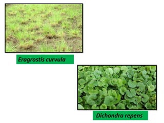 Eragrostis curvula
Dichondra repens
 