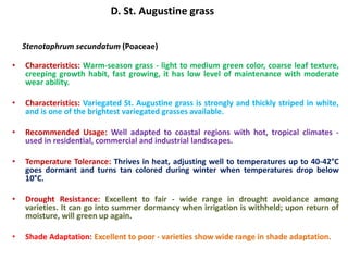 D. St. Augustine grass
Stenotaphrum secundatum (Poaceae)
• Characteristics: Warm-season grass - light to medium green color, coarse leaf texture,
creeping growth habit, fast growing, it has low level of maintenance with moderate
wear ability.
• Characteristics: Variegated St. Augustine grass is strongly and thickly striped in white,
and is one of the brightest variegated grasses available.
• Recommended Usage: Well adapted to coastal regions with hot, tropical climates -
used in residential, commercial and industrial landscapes.
• Temperature Tolerance: Thrives in heat, adjusting well to temperatures up to 40-42°C
goes dormant and turns tan colored during winter when temperatures drop below
10°C.
• Drought Resistance: Excellent to fair - wide range in drought avoidance among
varieties. It can go into summer dormancy when irrigation is withheld; upon return of
moisture, will green up again.
• Shade Adaptation: Excellent to poor - varieties show wide range in shade adaptation.
 
