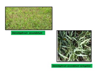 Stenotaphrum secundatum
Stenotaphrum secundatum variegated
 