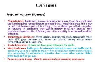 E.Bahia grass
Paspalum notatum (Poaceae)
• Characteristics: Bahia grass is a warm season turf grass. It can be established
seed and requires reduced inputs compared to St. Augustine grass. It is a low
to mid maintenance grass. It is a tough, coarse bladed grass that is capable
of surviving in conditions that would destroy most turf grasses. One
important characteristic of Bahia grass is its capability to withstand weather
extremes.
• Temperature Tolerance: Thrives in heat, adjusting well to temperatures more
than 45°C goes dormant and turns tan colored during winter when
temperatures drop below 10°C.
• Shade Adaptation: It does not have good tolerance for shade.
• Wear Resistance: Bahia grass is extremely tolerant to wear and traffic and is
commonly used as a roadside grass. It has a coarse leaf texture and provides
less cushioning for recreational activities than some other species. Bahia
grass does best in full sun.
• Recommended Usage: Used in commercial and industrial landscapes.
 