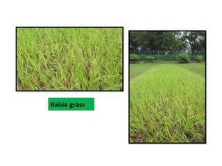Bahia grass
 