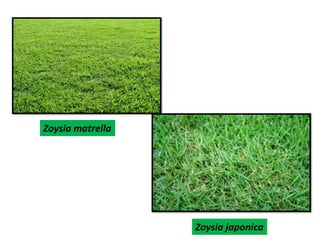 Zoysia japonica
Zoysia matrella
 