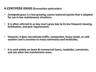 H.CENTIPEDE GRASS (Eremochloa ophiuroides)
• Centipede grass is a low-growing, coarse-textured species that is adapted
for use in low maintenance situations.
• It is often referred to as lazy man’s grass due to its less frequent mowing,
fertilization, and pest requirements.
• However, it does not tolerate traffic, compaction, heavy shade, or cold
weather and is sensitive to many commonly used herbicides.
• It is used widely on home & commercial lawns, roadsides, cemeteries,
and any other low maintenance areas.
 
