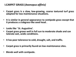 I.CARPET GRASS (Axonopus affinis)
• Carpet grass is a slow, low-growing, coarse textured turf grass
adapted for low maintenance situations.
• It is similar in general appearance to centipede grass except that
it produces a crabgrass-like seed head .
• Looks like ‘ St. Augustine’.
• Carpet grass grows well in full sun to moderate shade and can
tolerate wet, acidic conditions.
• It has poor tolerance to cold, drought, salt, and traffic.
• Carpet grass is primarily found on low-maintenance sites.
• Blends well with centipede.
 