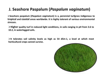 J. Seashore Paspalum (Paspalum vaginatum)
Seashore paspalum (Paspalum vaginatum) is a, perennial turfgrass indigenous to
tropical and coastal areas worldwide. It is highly tolerant of various environmental
stresses.
Higher quality turf in reduced light conditions, in soils ranging in pH from 3.6 to
10.2, in waterlogged soils.
It tolerates soil salinity levels as high as 54 dSm-1, a level at which most
horticultural crops cannot survive.
 