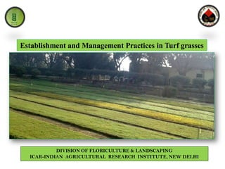 DIVISION OF FLORICULTURE & LANDSCAPING
ICAR-INDIAN AGRICULTURAL RESEARCH INSTITUTE, NEW DELHI
Establishment and Management Practices in Turf grasses
 