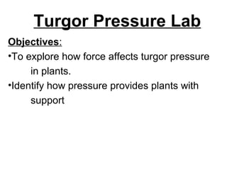 Turgor Pressure Lab
Objectives:
•To explore how force affects turgor pressure
in plants.
•Identify how pressure provides plants with
support
 
