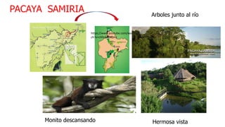 PACAYA SAMIRIA
Monito descansando Hermosa vista
Arboles junto al río
https://www.youtube.com/wat
ch?v=cX0cpTGiQmc
 