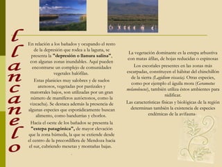 En relación a los bañados y ocupando el resto de la depresión que rodea a la laguna, se presenta la  "depresión o llanura salina" , con algunas zonas inundables. Aquí pueden encontrarse un complejo de comunidades vegetales halófilas.  Estas planicies muy salobres y de suelos arenosos, vegetadas por pastizales y matorrales bajos, son utilizadas por un gran número de mamíferos autóctonos, como la vizcacha). Se destaca además la presencia de algunas especies que esporádicamente buscan alimento, como bandurrias y chorlos.  Hacia el oeste de los bañados se presenta la  "estepa patagónica",  de mayor elevación que la zona húmeda, la que se extiende desde el centro de la precordillera de Mendoza hacia el sur, cubriendo mesetas y montañas bajas.  . La vegetación dominante es la estepa arbustiva con matas áfilas, de hojas reducidas o espinosas Los escoriales presentes en las zonas más escarpadas, constituyen el hábitat del chinchillón de la sierra  (Lagidium viscacia).  Otras especies, como por ejemplo el águila mora ( Geranoetus melanoleucus ), también utiliza éstos ambientes para nidificar. Las características físicas y biológicas de la región determinan también la existencia de especies endémicas de la avifauna-   llancanelo 