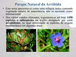 Parque Natural da Arrábida
• Esta serra apresenta-se como uma relíquia única contendo
vegetação natural de importância, não só nacional, como
internacional.
• Dos vários estudos efetuados, registaram-se até hoje 1450
espécies e subespécies na região designada por setor
arrabidense, no qual sobressaem as espécies de origem
mediterrânica em algumas áreas
 
