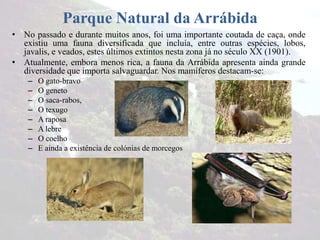 Parque Natural da Arrábida
• No passado e durante muitos anos, foi uma importante coutada de caça, onde
existiu uma fauna diversificada que incluía, entre outras espécies, lobos,
javalis, e veados, estes últimos extintos nesta zona já no século XX (1901).
• Atualmente, embora menos rica, a fauna da Arrábida apresenta ainda grande
diversidade que importa salvaguardar. Nos mamíferos destacam-se:
– O gato-bravo
– O geneto
– O saca-rabos,
– O texugo
– A raposa
– A lebre
– O coelho
– E ainda a existência de colónias de morcegos
 