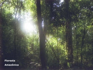 Floresta Amazônica 