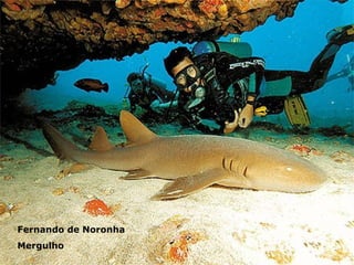 Fernando de Noronha Mergulho 