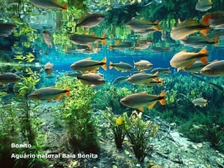 Bonito Aquário natural Baía Bonita 