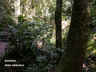 BIOMAS Mata Atlântica 