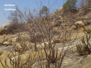 BIOMAS Caatinga 