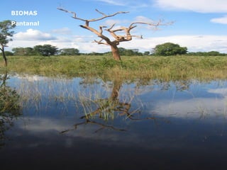 BIOMAS Pantanal 
