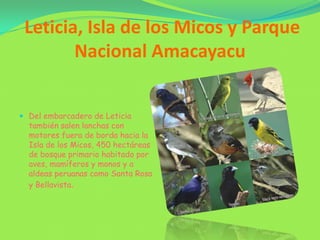 Leticia, Isla de los Micos y Parque Nacional AmacayacuDel embarcadero de Leticia también salen lanchas con motores fuera de borda hacia la Isla de los Micos, 450 hectáreas de bosque primario habitado por aves, mamíferos y monos y a aldeas peruanas como Santa Rosa y Bellavista.