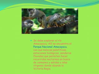  Se debe explorar el río Amacayacu. Allí se encuentra el Parque Nacional Amacayacu, con sus malocas palafíticas, estaciones biológicas, senderos fluviales que permiten hacer recorridos nocturnos en busca de caimanes y salidas a islas vírgenes donde abunda la Victoria Regia.