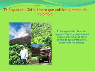 Triángulo del Café: tierra que cultiva el sabor de ColombiaEl triangulo del café es una región próspera y generosa que seduce a los viajeros por el aroma de sus cafetales y el encanto de los paisajes. 