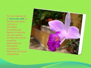 Por los caminos de la tierra de café se divisan suntuosas, rústicas y hermosas haciendas que llaman la atención con una mezcla infinita de colores y pasillos adornados por heliconias, orquídeas y helechos con hojas rebosantes.