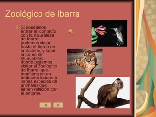 Si deseamos entrar en contacto con la naturaleza de Ibarra, podemos viajar hasta el Barrio de la Victoria, y subir la Loma de Guayabillas, donde podemos visitar el Zoológico de Ibarra, que mantiene en un ambiente natural a varias especies de animales que tienen relación con el entorno.  Zoológico de Ibarra 