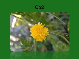 Co2
 
