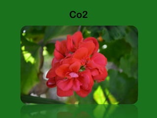 Co2
 