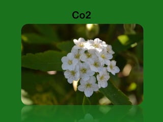 Co2
 