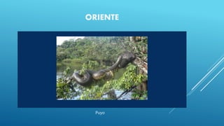 ORIENTE
Puyo
 