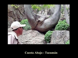 Cuesta Abajo - Tucumán
 