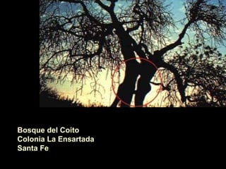 Bosque del Coito
Colonia La Ensartada
Santa Fe
 