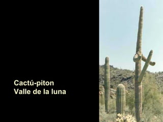 Cactú-piton
Valle de la luna
 