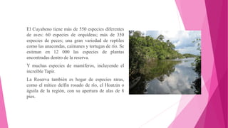 El Cuyabeno tiene más de 550 especies diferentes
de aves: 60 especies de orquídeas; más de 350
especies de peces; una gran variedad de reptiles
como las anacondas, caimanes y tortugas de río. Se
estiman en 12 000 las especies de plantas
encontradas dentro de la reserva.
Y muchas especies de mamíferos, incluyendo el
increíble Tapir.
La Reserva también es hogar de especies raras,
como el mítico delfín rosado de río, el Hoatzin o
águila de la región, con su apertura de alas de 8
pies.
 