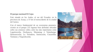 El parque nacional El Cajas
Está situado en los Andes, al sur del Ecuador, en la
provincia de Azuay, a 33 km al noroccidente de la ciudad
de Cuenca.
Con el marco fundamental de un ecosistema paramero,
existen en el parque 232 lagunas bien definidas ubicadas
sobre sus extensos valles; entre las más importantes están
Lagartococha, Osohuaycu, Mamamag ó Taitachungo,
Quinoascocha, La Toreadora, Sunincocha, Cascarillas,
Ventanas y Tinguishcocha.
 